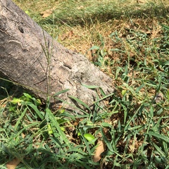 Chrysobothris femorata