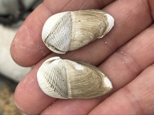 Monterey piddock