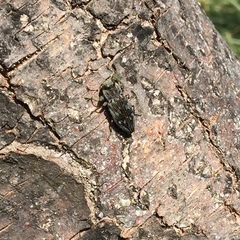 Chrysobothris femorata