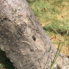 Chrysobothris femorata