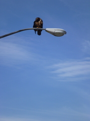 Haliaeetus leucocephalus washingtoniensis
