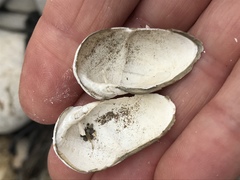 Penitella richardsoni