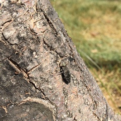 Chrysobothris femorata