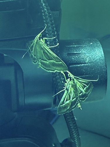 Omiodes continuatalis observed 2025-03-18
