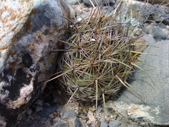 Coryphantha glanduligera