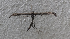 Anstenoptilia