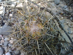 Coryphantha glanduligera