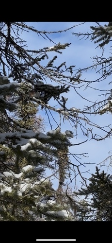 Boreal Chickadee