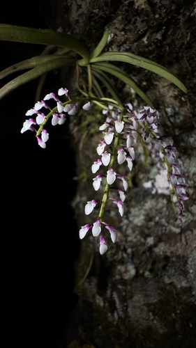 Schoenorchis gemmata, photograph 3