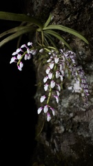 Schoenorchis gemmata, photograph (c) Павлик Лисицын, some rights reserved (CC BY)