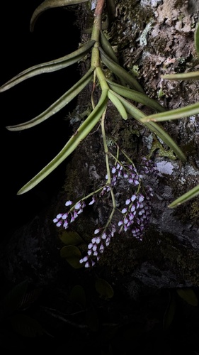 Schoenorchis gemmata, photograph 2