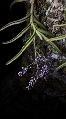 Schoenorchis gemmata, photograph (c) Павлик Лисицын, some rights reserved (CC BY)