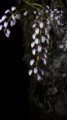 Schoenorchis gemmata, photograph 4