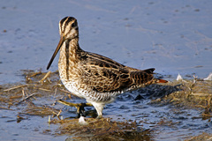 Latham's Snipe photo 3