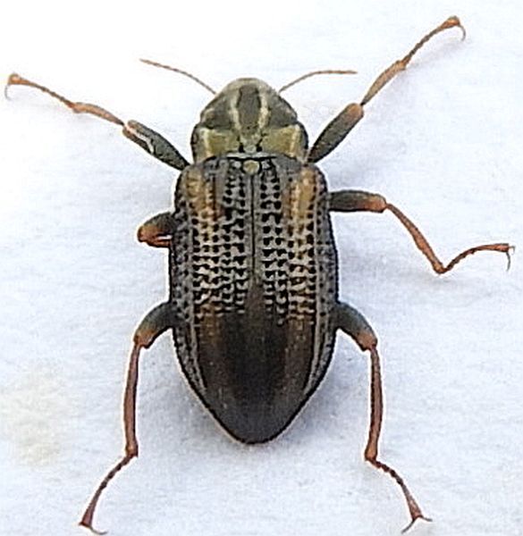 Stenelmis crenata