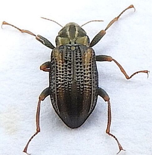 Stenelmis crenata