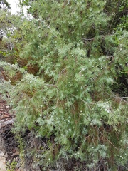 Juniperus