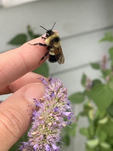 Rusty-patched Bumble Bee photographed in Minnesota