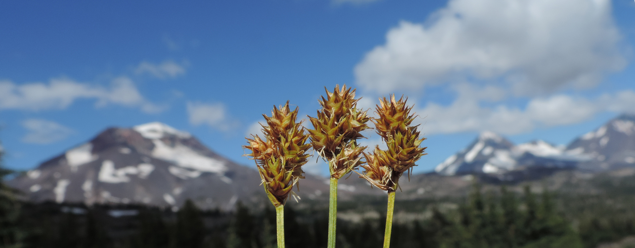 Carex straminiformis