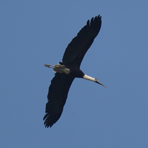 Asian Woolly-necked Stork