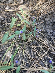 Collinsia torreyi wrightii