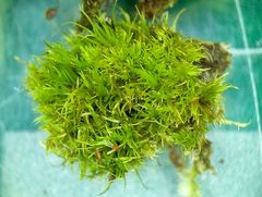 Dicranum flagellare