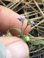 Collinsia torreyi wrightii