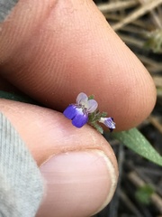 Collinsia torreyi wrightii