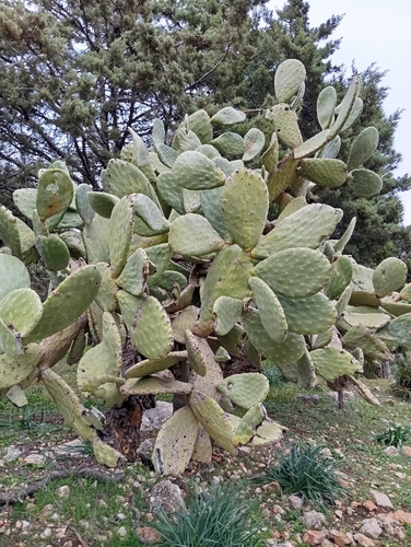 Avistamiento Chumbera (Opuntia ficus-indica)