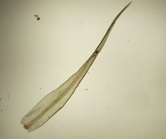 Dicranum flagellare