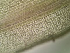 Dicranum flagellare