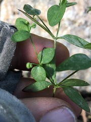 Galium bifolium