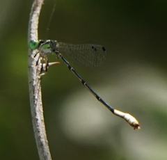 Leptobasis melinogaster