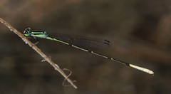 Leptobasis melinogaster