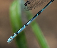 Leptobasis melinogaster