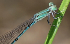 Leptobasis melinogaster