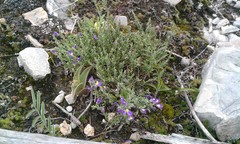 Hebecarpa macradenia