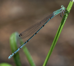 Leptobasis melinogaster
