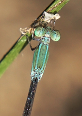 Leptobasis melinogaster
