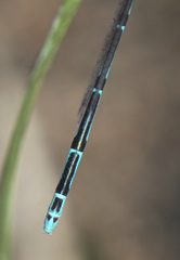 Leptobasis melinogaster