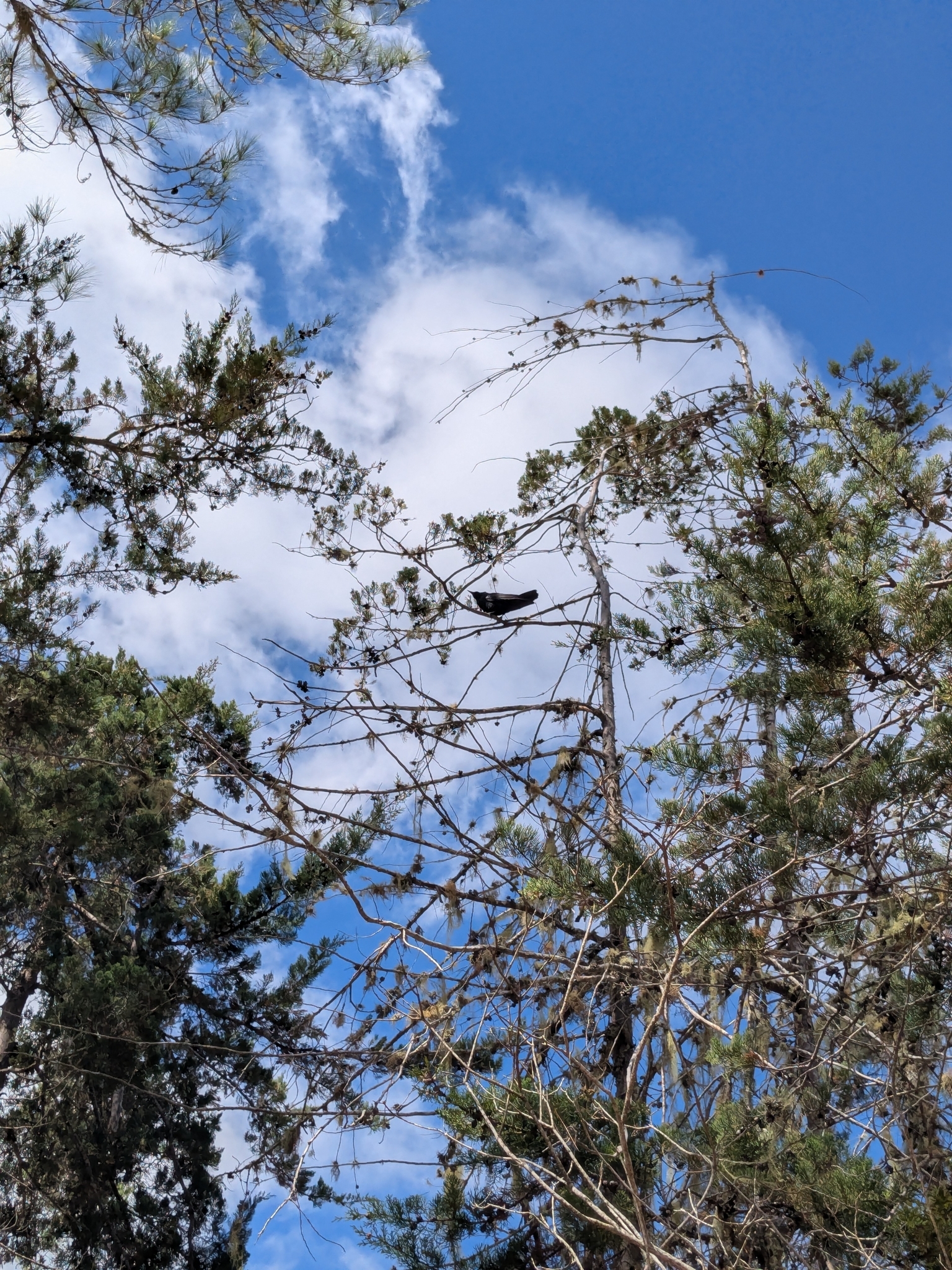 Hispaniolan Palm Crow (Corvus palmarum), photo 5