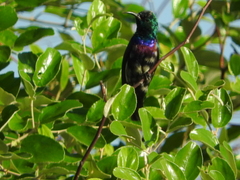 Cinnyris bifasciatus microrhynchus