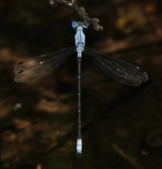 Lestes sigma