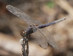 Erythrodiplax umbrata