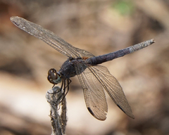 Erythrodiplax umbrata