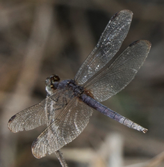 Erythrodiplax umbrata