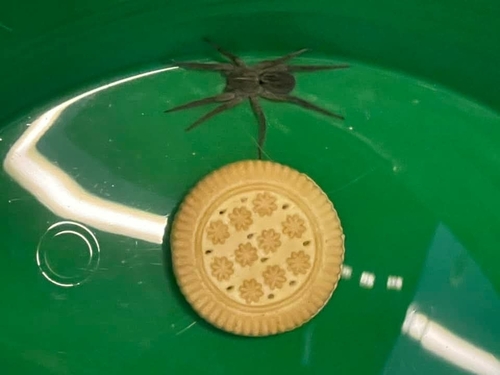 Wetland Giant Wolf Spider, Pennsylvania, US, photo 8 of 10