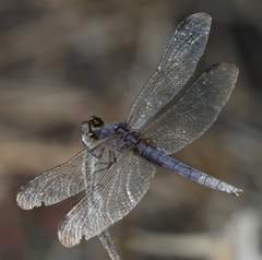 Erythrodiplax umbrata