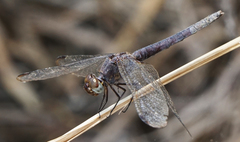 Erythrodiplax umbrata