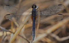 Erythrodiplax umbrata